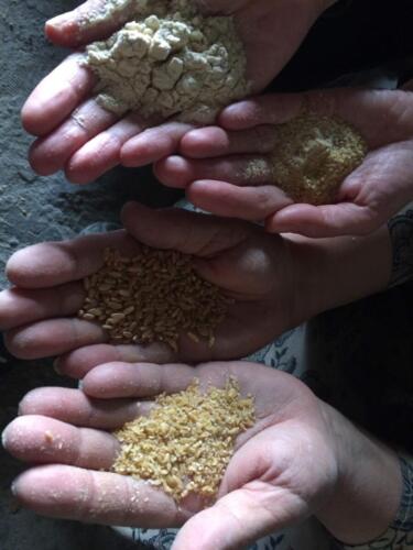 Different forms of wheat, Aysheh’s mill